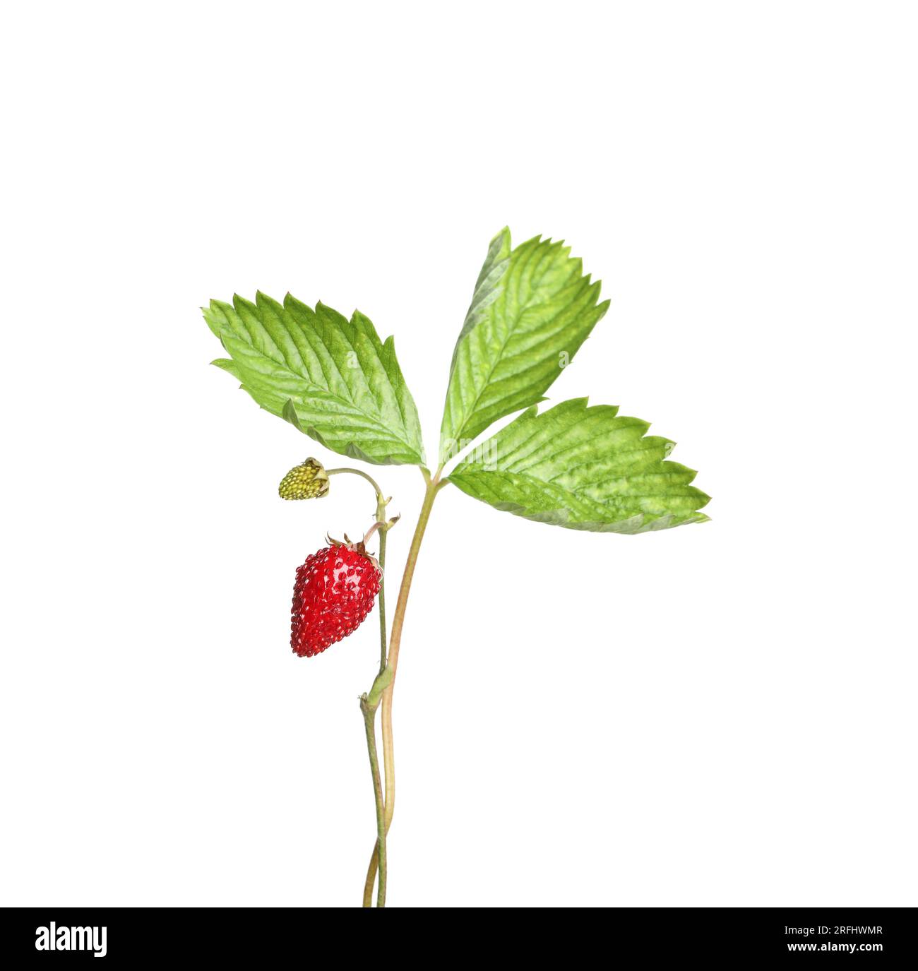 Stems of wild strawberry with berries and green leaves isolated on
