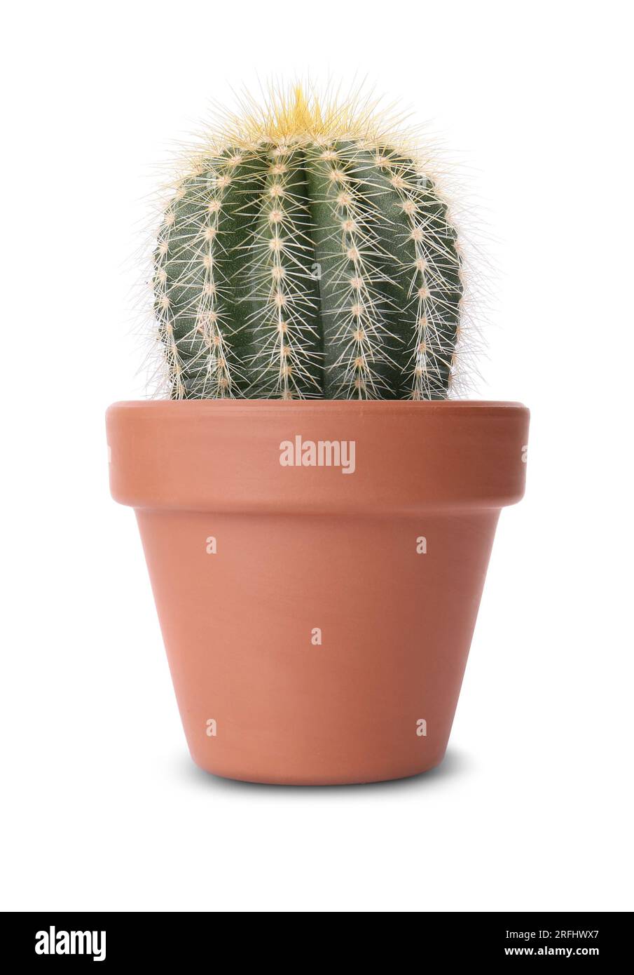 Beautiful green cactus in terracotta pot isolated on white Stock Photo ...