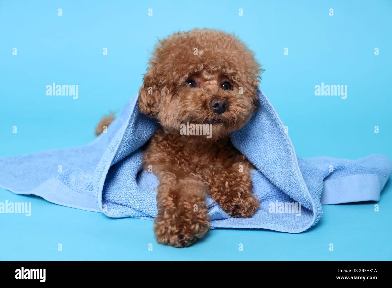 Blue maltipoo sale