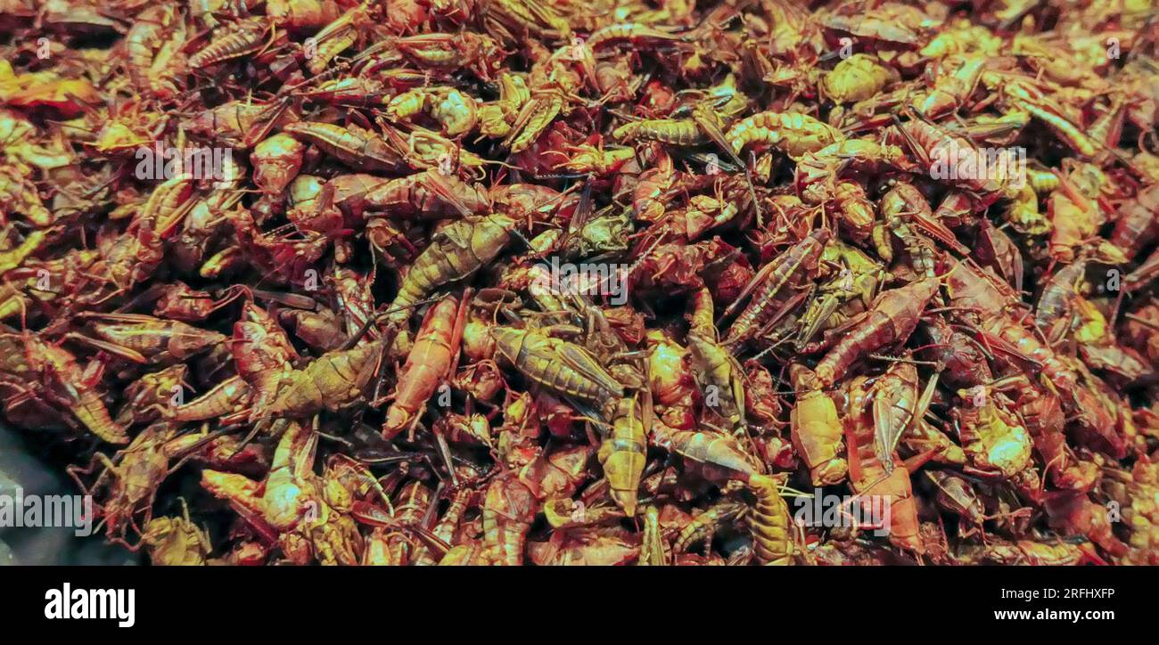 Edible Insects sold in food market Mexico Stock Photo