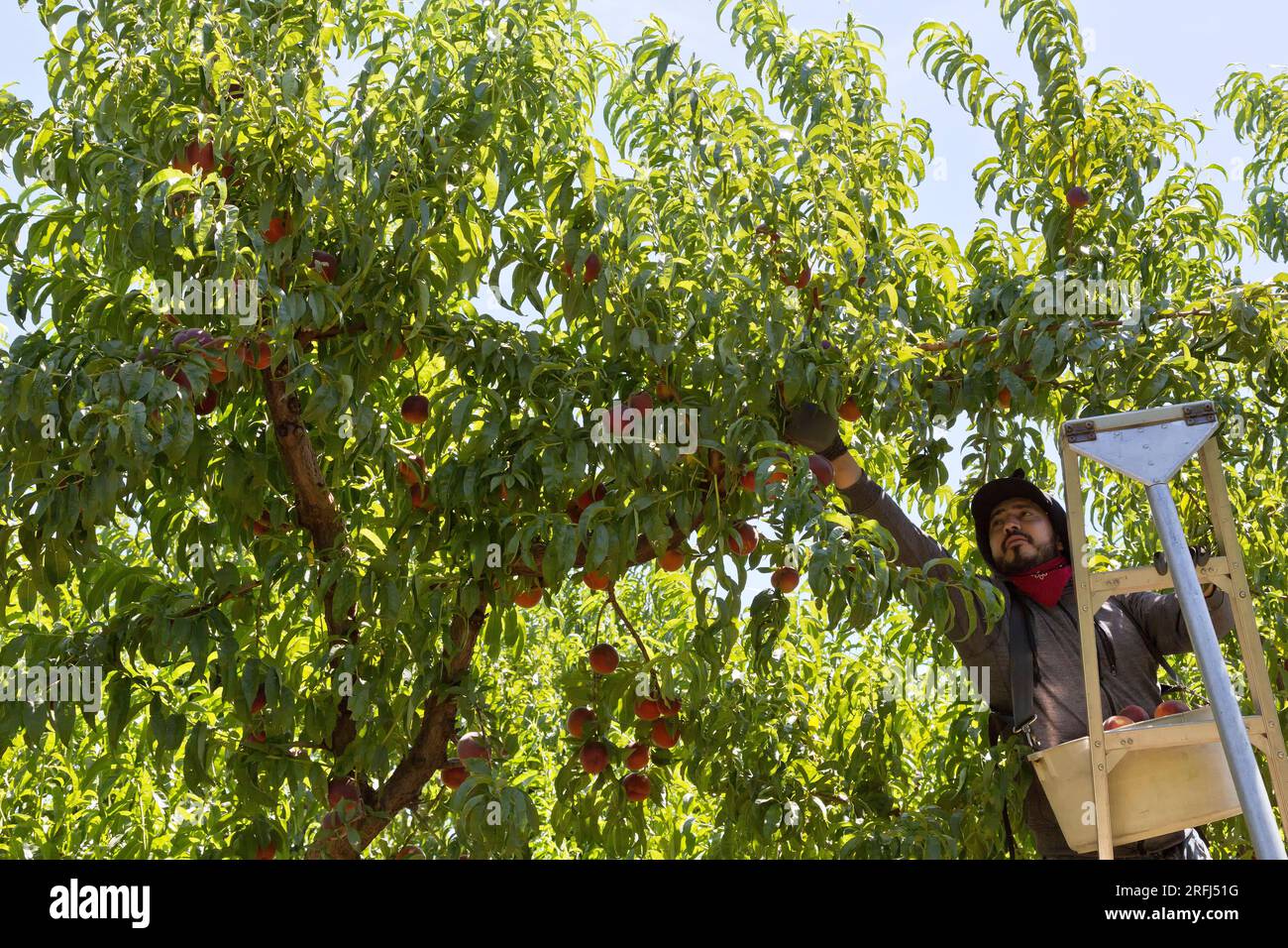 Worker harvesting Peaches 'Rich Lady'   (Prunus persica)  Ron Gunkel  Orchard,    Columbia River Gorge,  Washington. Stock Photo