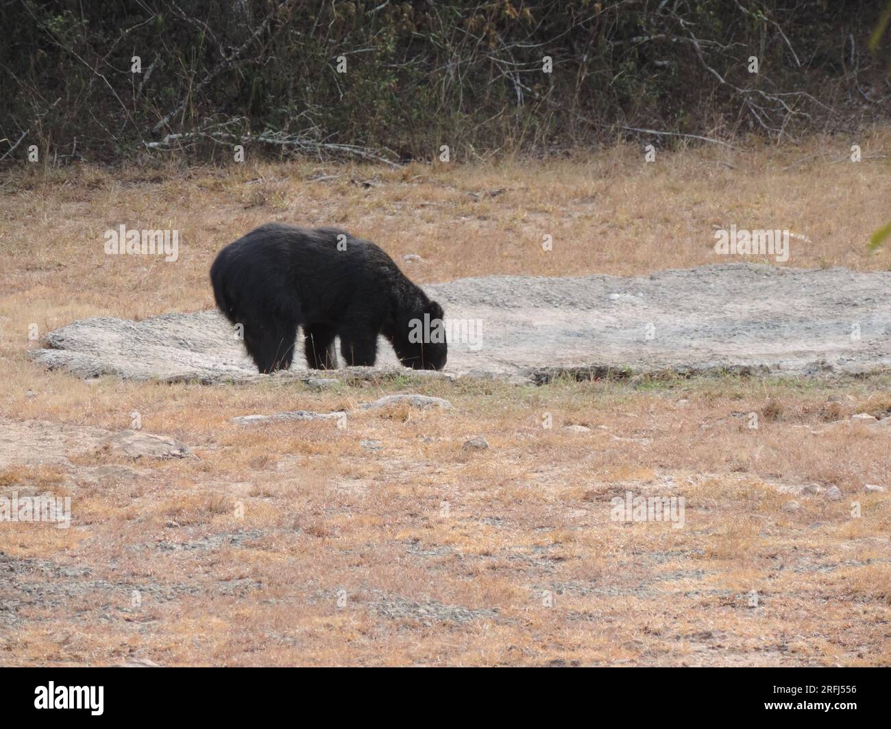 Sri Lankan Sloth Bear in the Wild, Visit Sri Lanka Stock Photo - Alamy