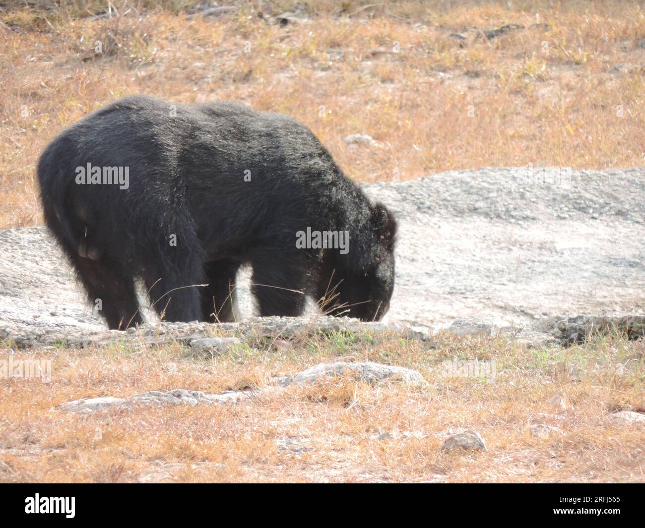 Sri Lankan Sloth Bear in the Wild, Visit Sri Lanka Stock Photo - Alamy