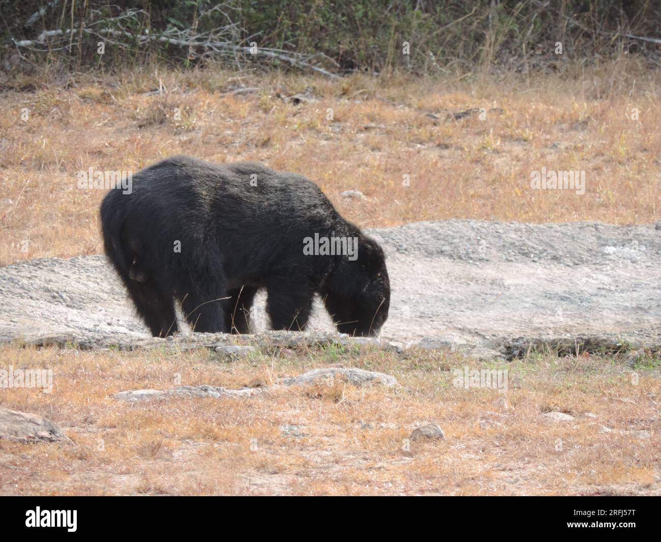 Sri Lankan Sloth Bear in the Wild, Visit Sri Lanka Stock Photo - Alamy