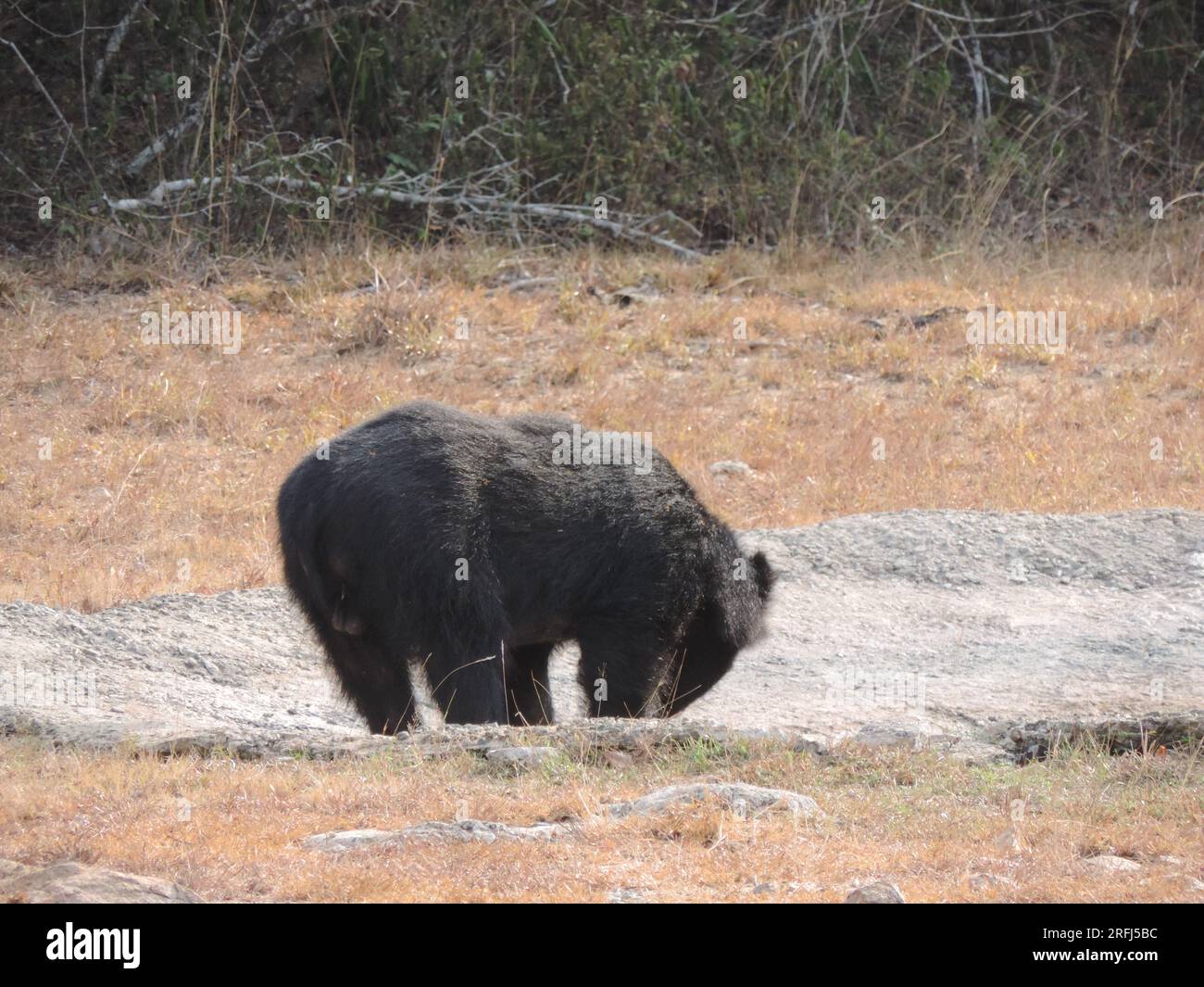 Sri Lankan Sloth Bear in the Wild, Visit Sri Lanka Stock Photo - Alamy