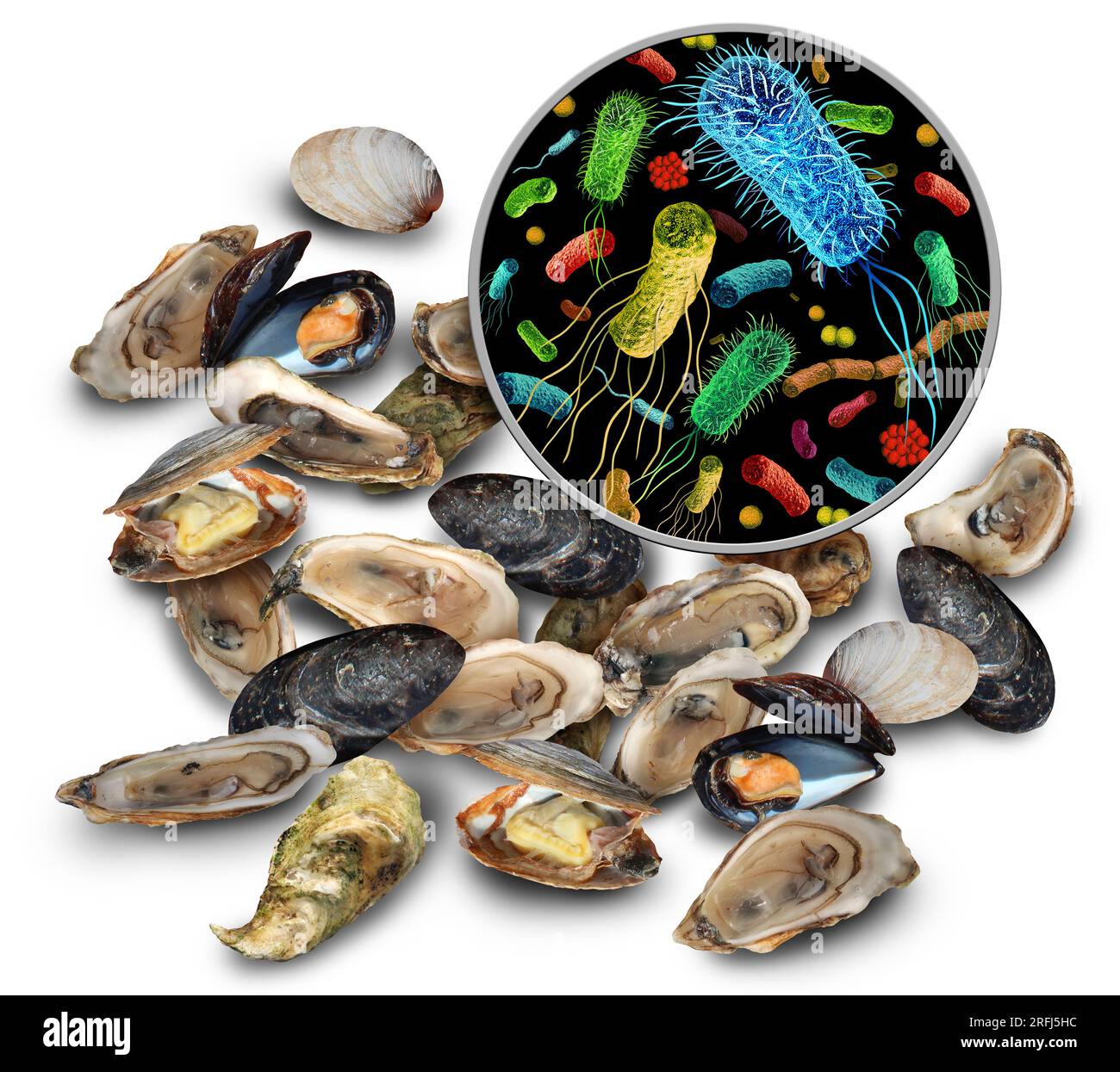 Shellfish Bacteria Risk as Oysters clams and mussels as seafood and