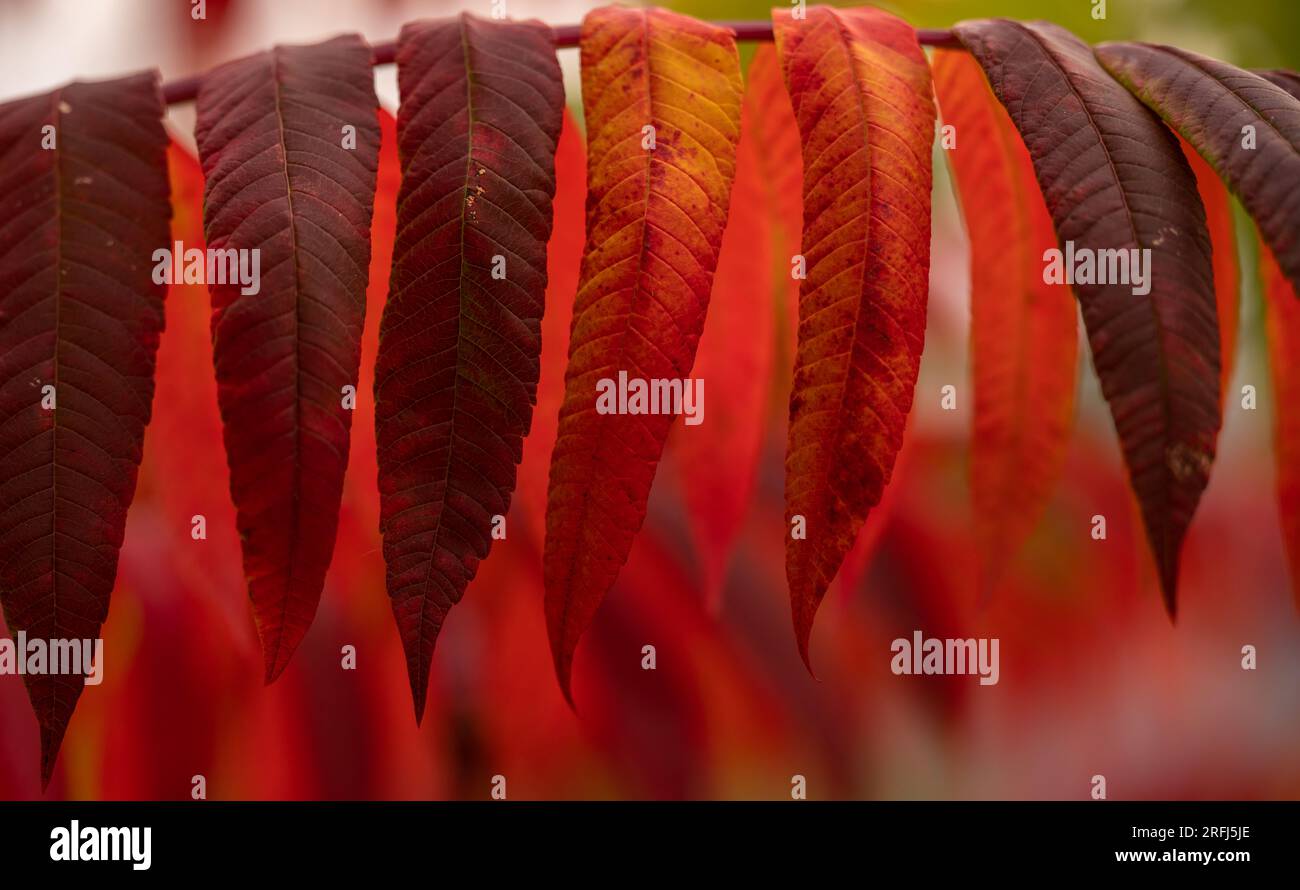 Abstract trees in shades of red hi-res stock photography and images - Alamy