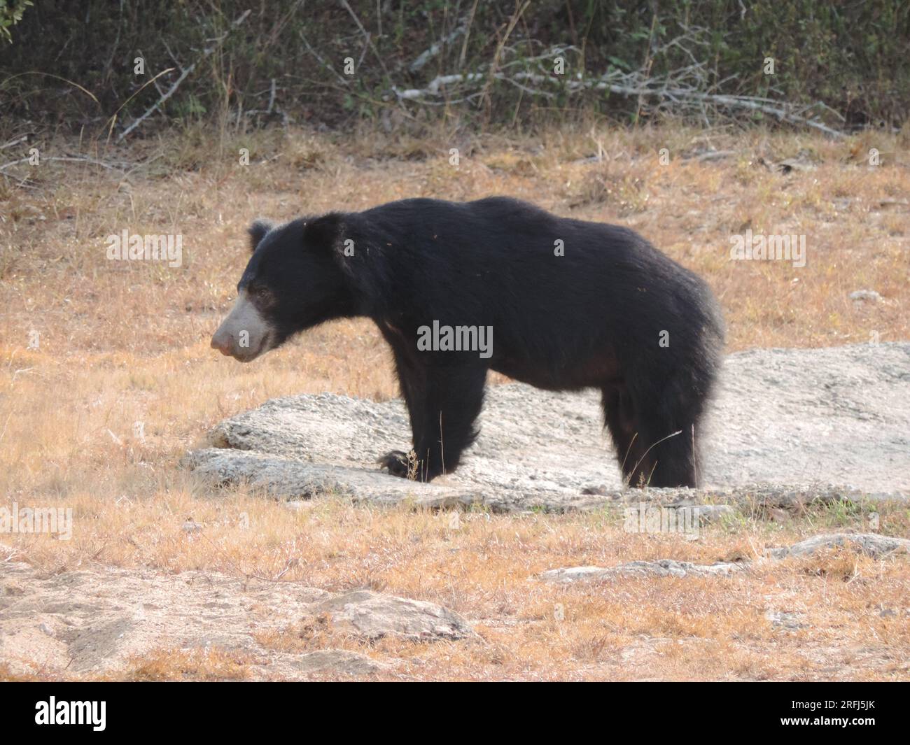 Sri Lankan Sloth Bear in the Wild, Visit Sri Lanka Stock Photo - Alamy