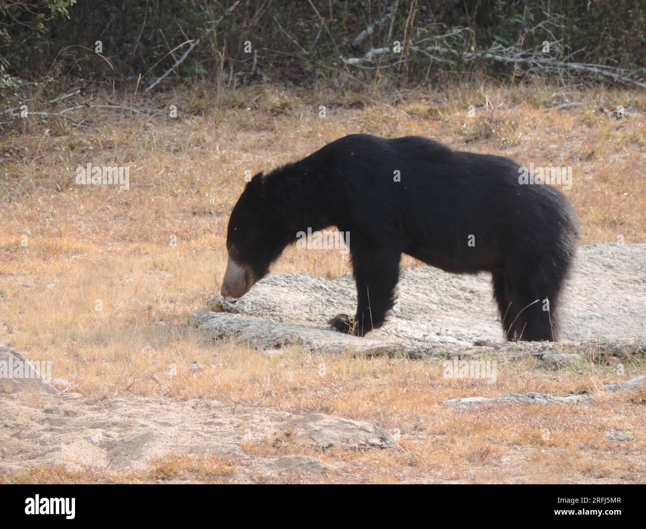 Sri Lankan Sloth Bear in the Wild, Visit Sri Lanka Stock Photo - Alamy