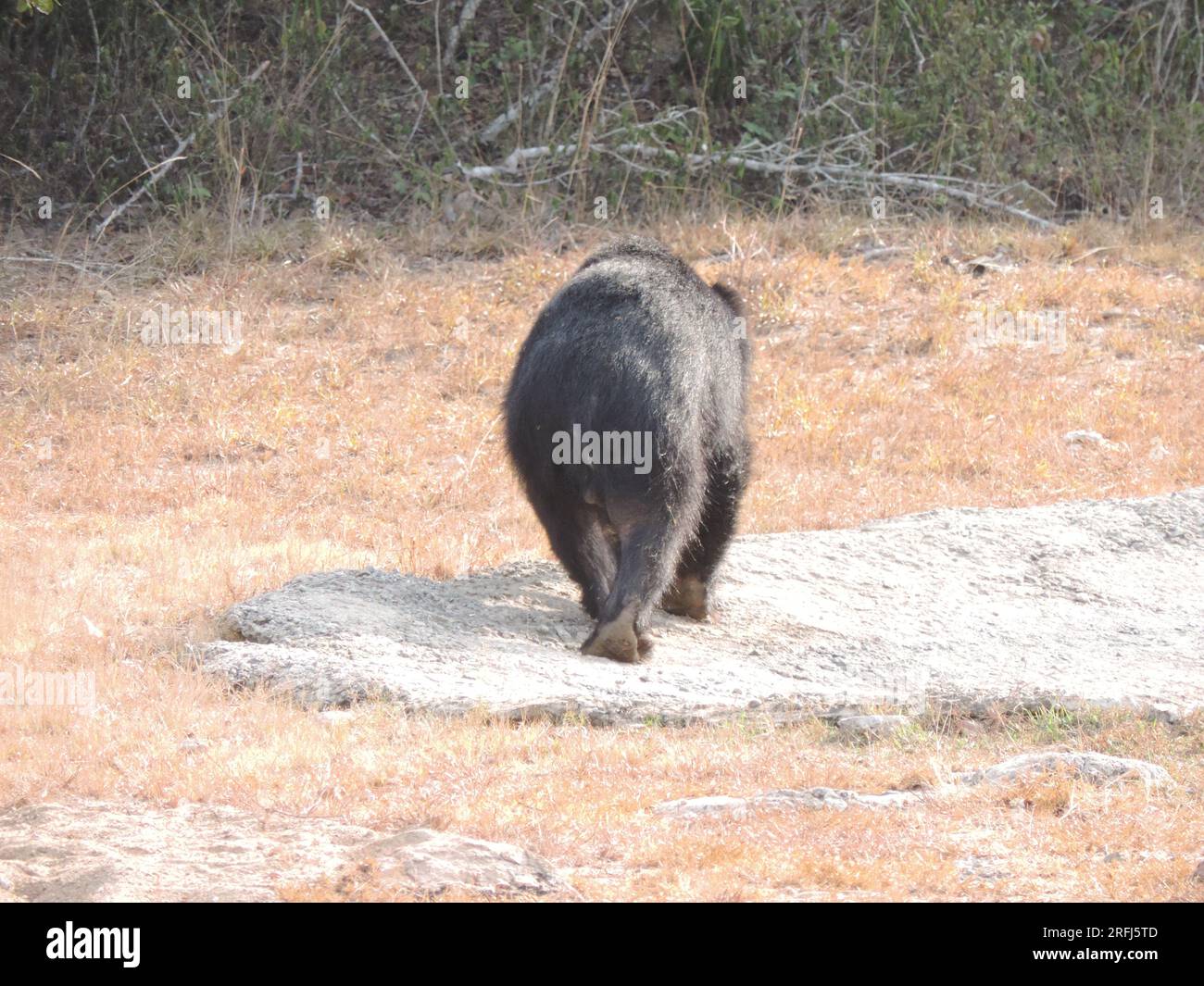 Sri Lankan Sloth Bear in the Wild, Visit Sri Lanka Stock Photo - Alamy