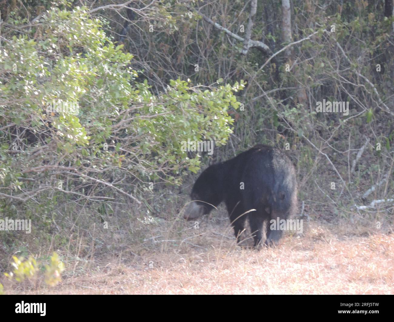 Sri Lankan Sloth Bear in the Wild, Visit Sri Lanka Stock Photo - Alamy