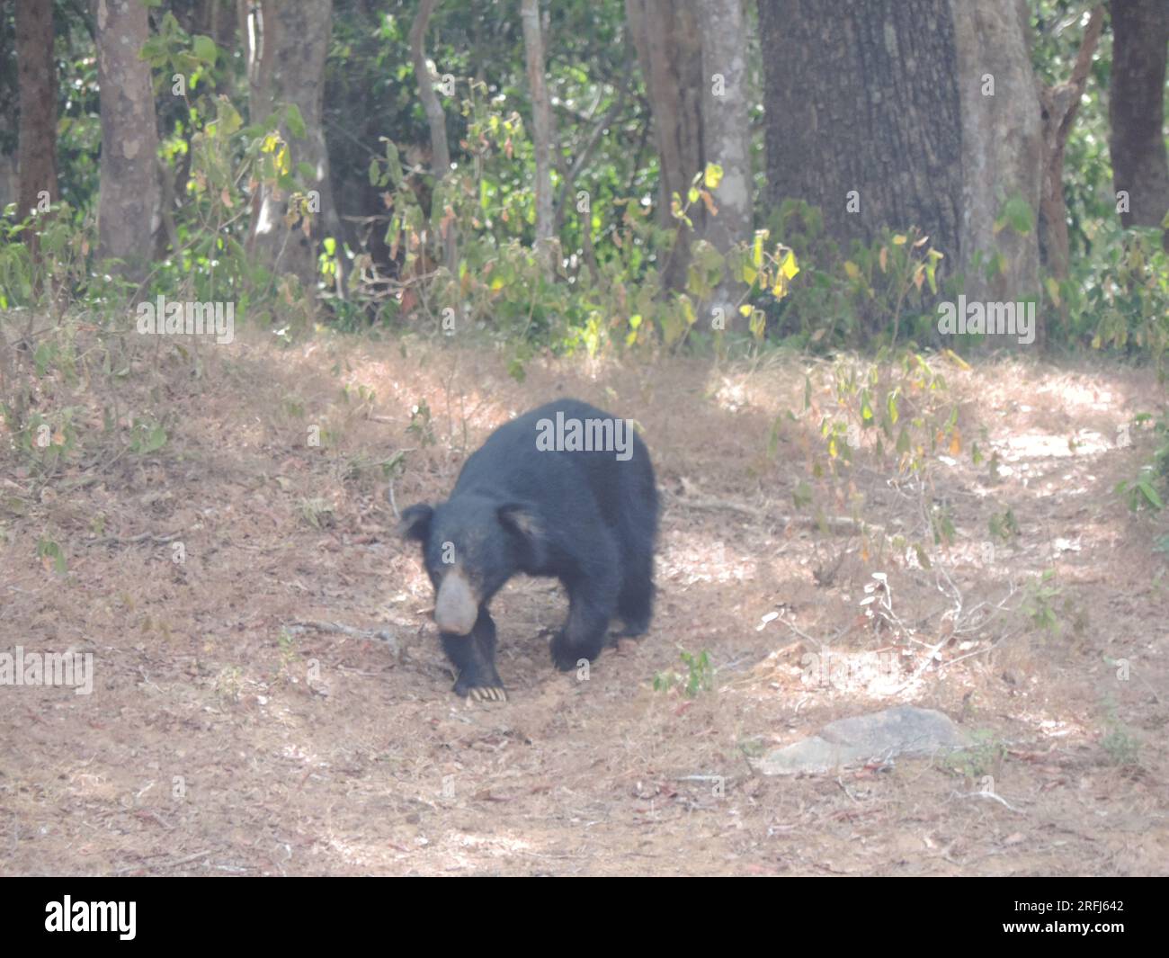 Sri Lankan Sloth Bear in the Wild, Visit Sri Lanka Stock Photo - Alamy