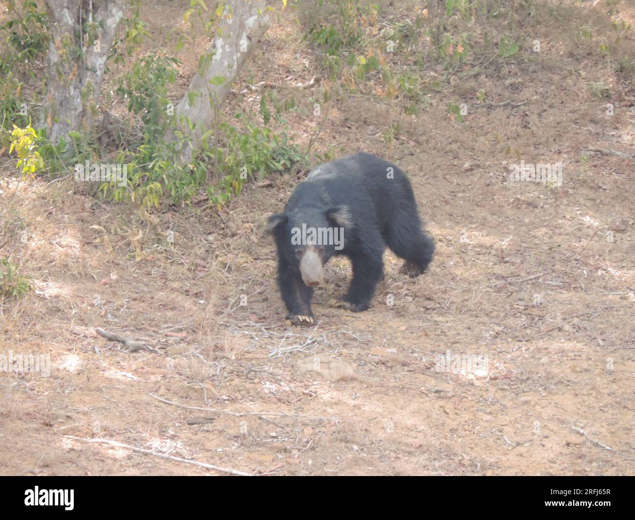 Sri Lankan Sloth Bear in the Wild, Visit Sri Lanka Stock Photo - Alamy