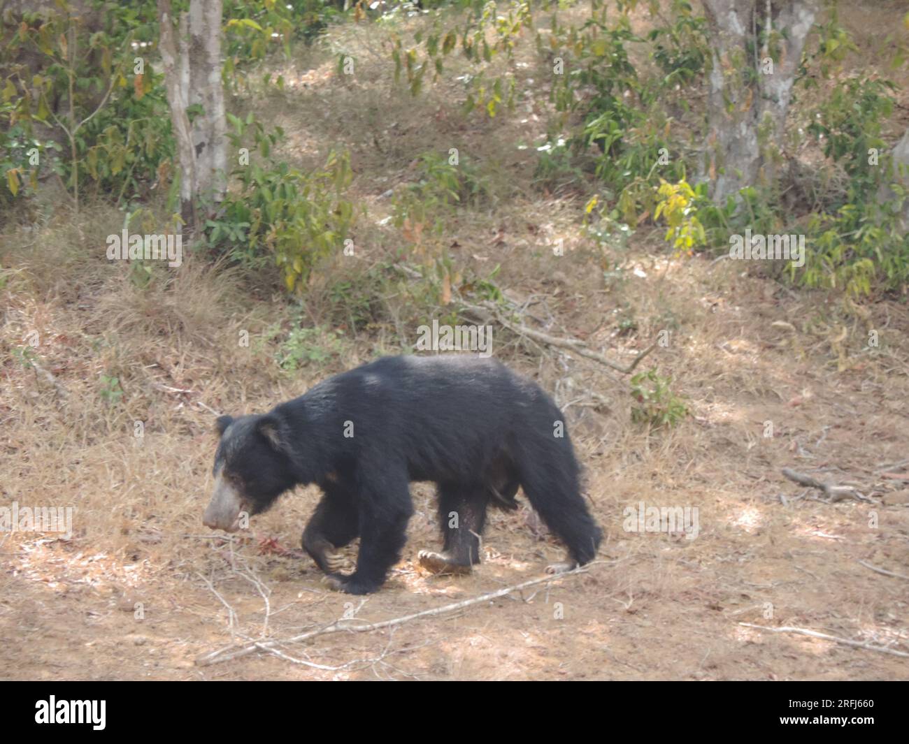 Sri Lankan Sloth Bear in the Wild, Visit Sri Lanka Stock Photo - Alamy