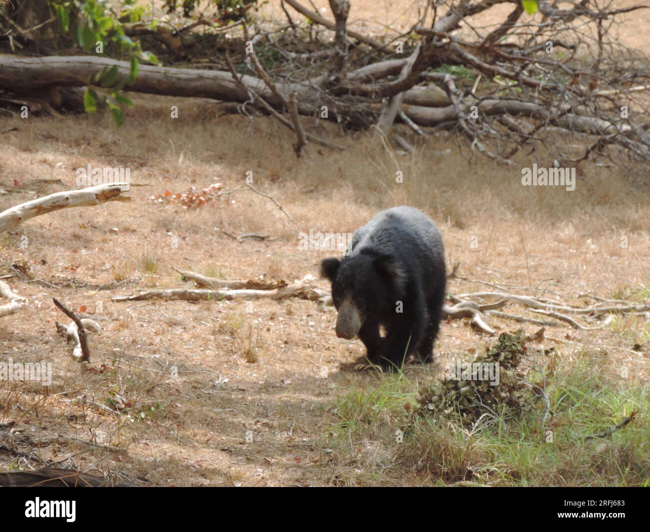 Sri Lankan Sloth Bear in the Wild, Visit Sri Lanka Stock Photo - Alamy