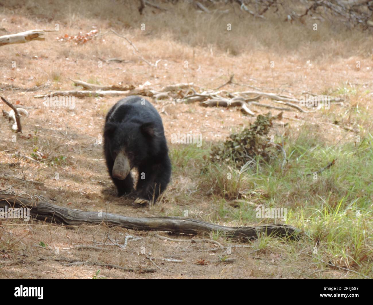 Sri Lankan Sloth Bear in the Wild, Visit Sri Lanka Stock Photo - Alamy