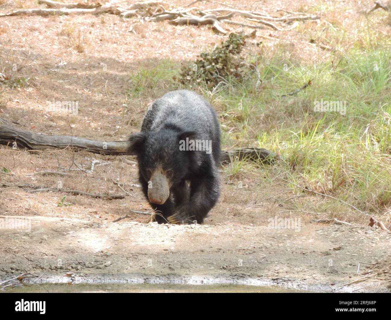Sri Lankan Sloth Bear in the Wild, Visit Sri Lanka Stock Photo - Alamy