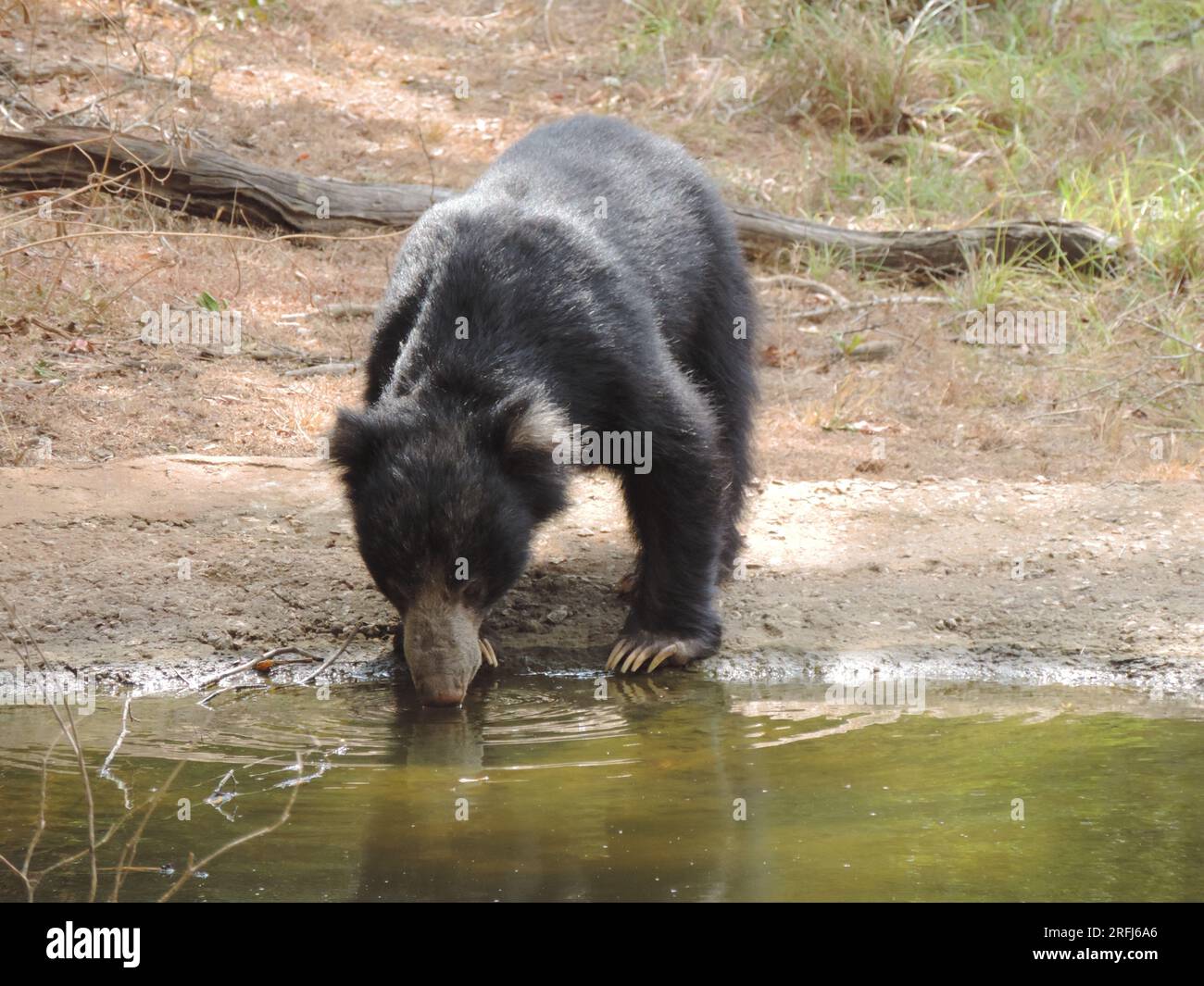 Sri Lankan Sloth Bear in the Wild, Visit Sri Lanka Stock Photo - Alamy