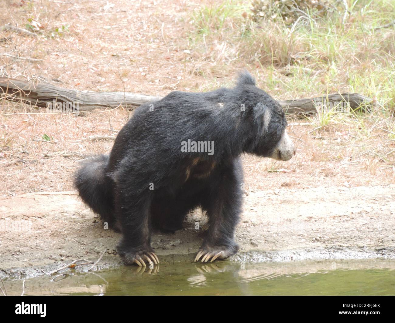 Sri Lankan Sloth Bear in the Wild, Visit Sri Lanka Stock Photo - Alamy