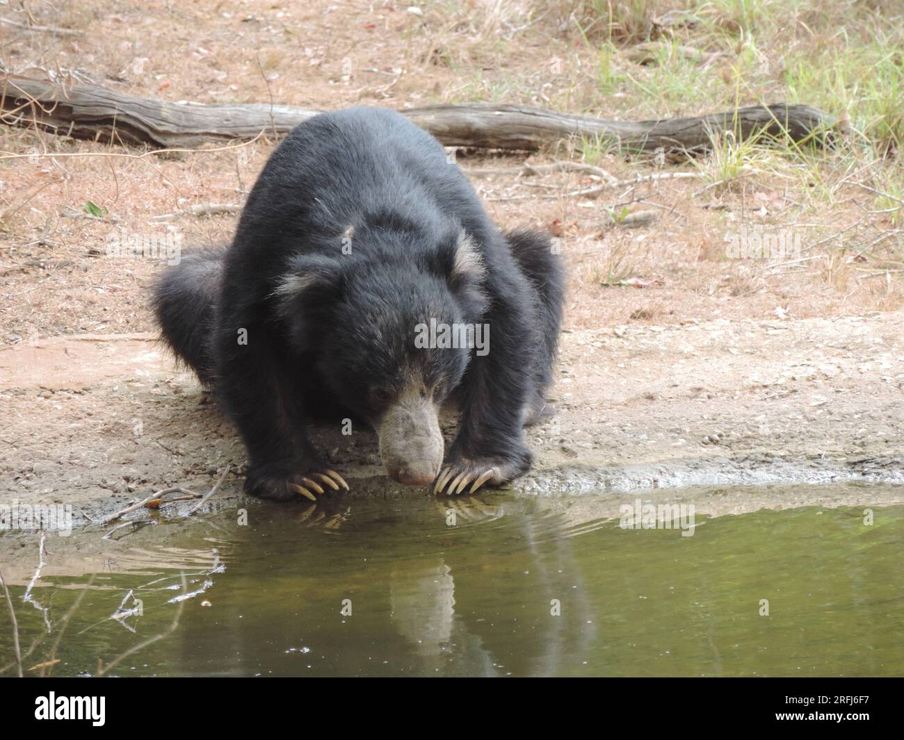 Sri Lankan Sloth Bear in the Wild, Visit Sri Lanka Stock Photo - Alamy