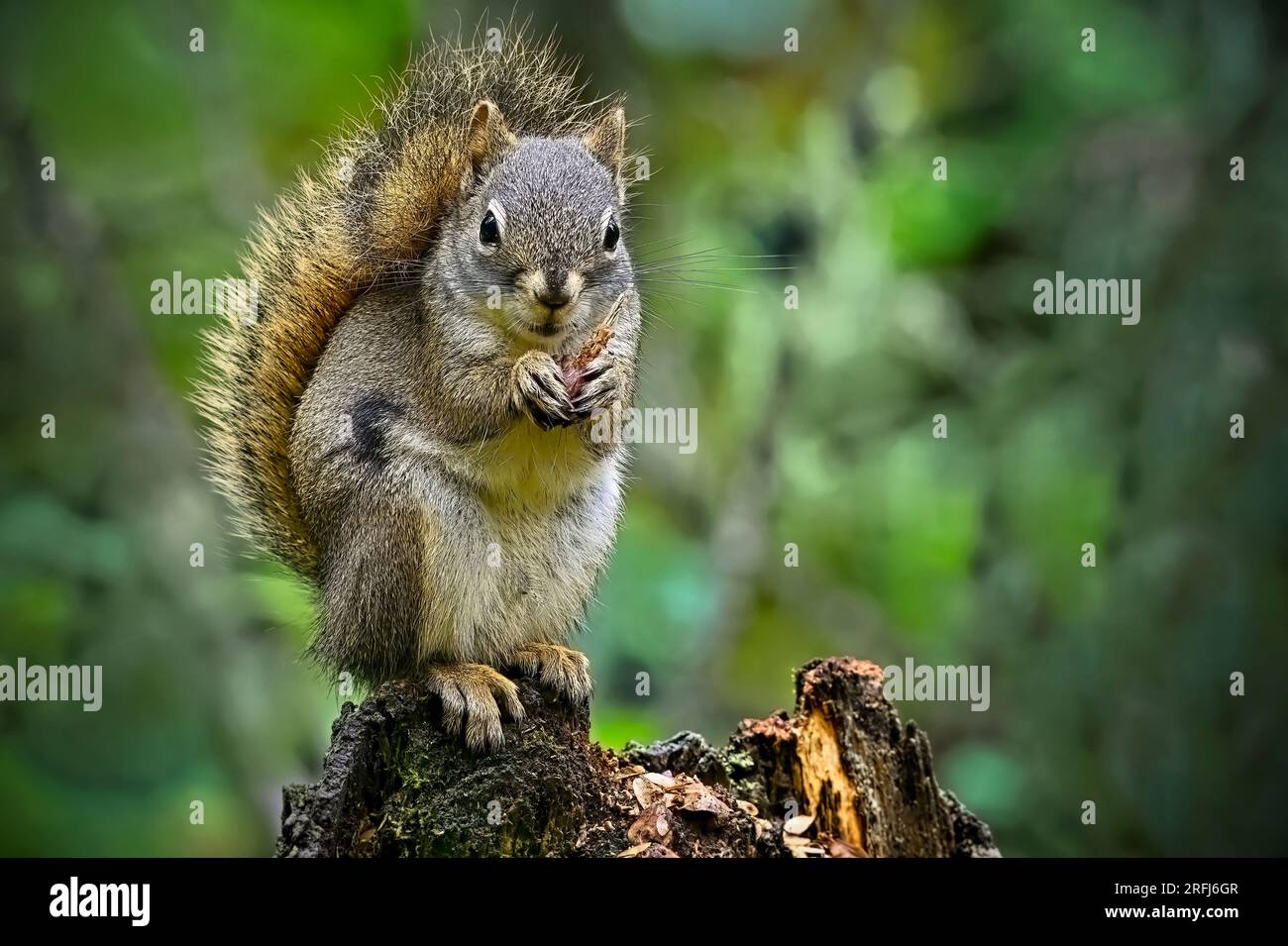 A red squirrel ' Tamiasciurus hudsonicus', sitting on a rotting tree stump in his woodland habitat feeding on spruce cones that he has stored. Stock Photo