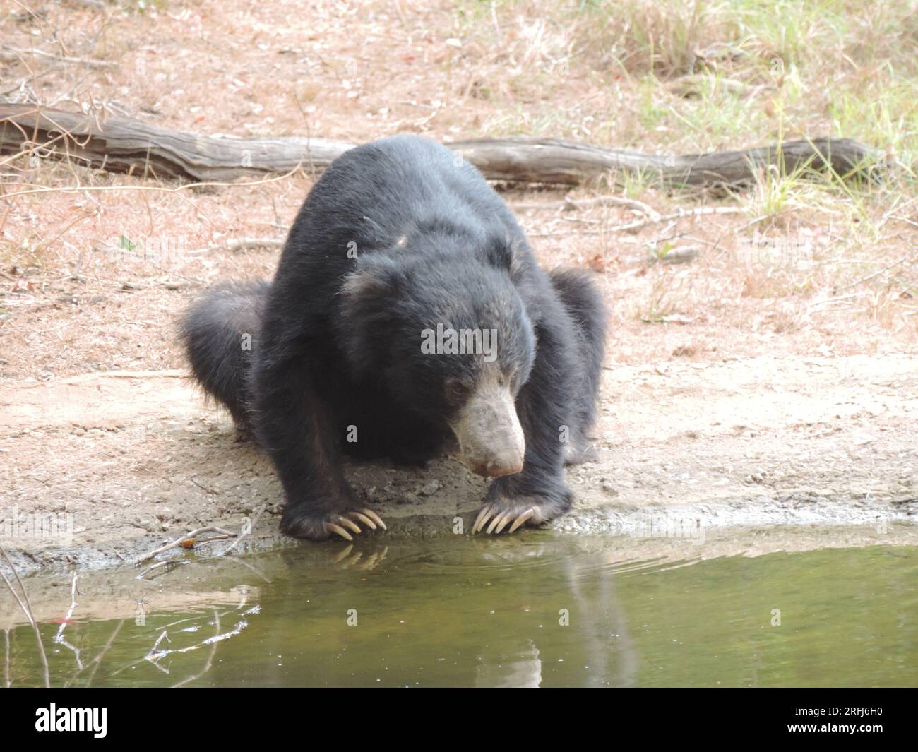 Sri Lankan Sloth Bear in the Wild, Visit Sri Lanka Stock Photo - Alamy