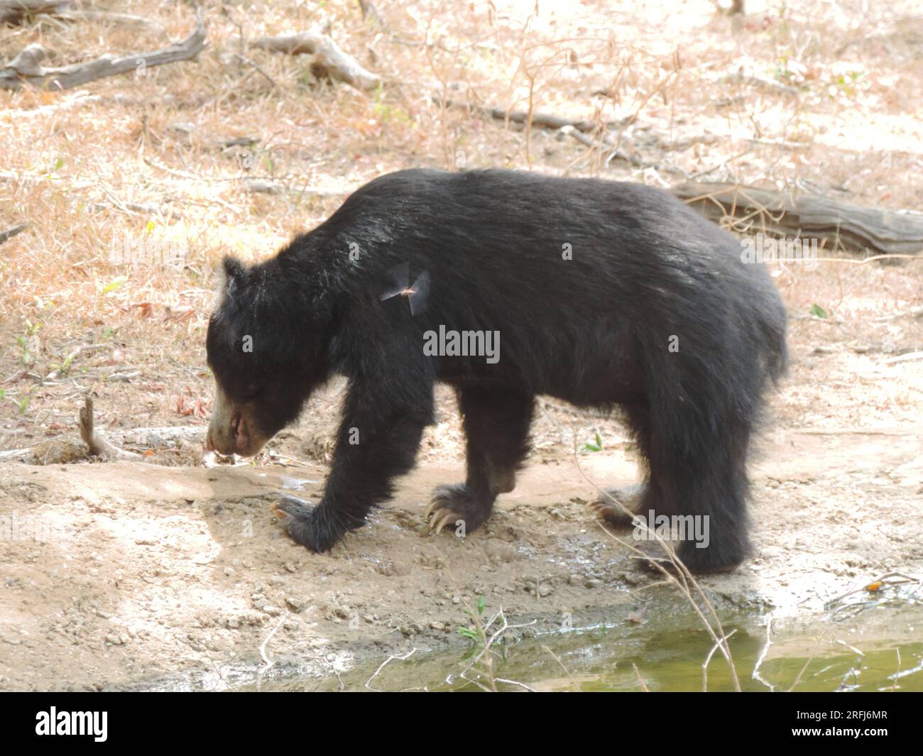 Sri Lankan Sloth Bear in the Wild, Visit Sri Lanka Stock Photo - Alamy