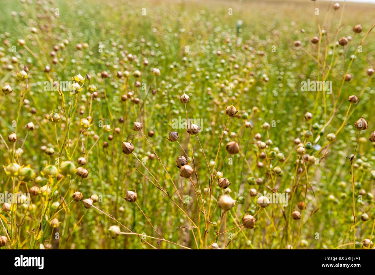 an agricultural field where flax ripens, green and yellow flax before ...