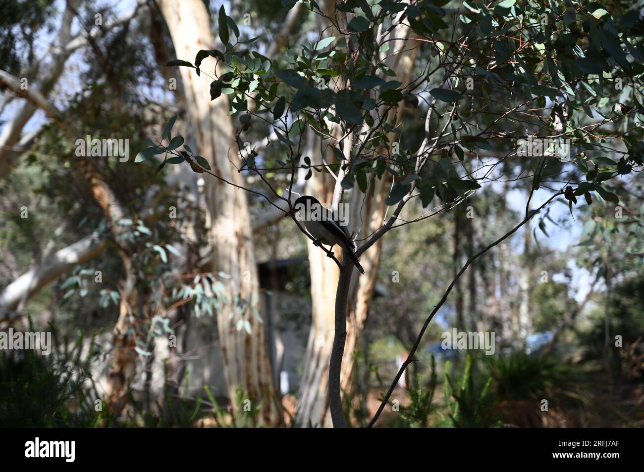 Grey Butcher Bird of Western Australia Stock Photo