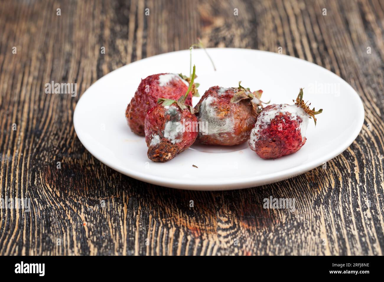 spoiled red strawberries covered with mold and rot, moldy rotting red strawberries Stock Photo