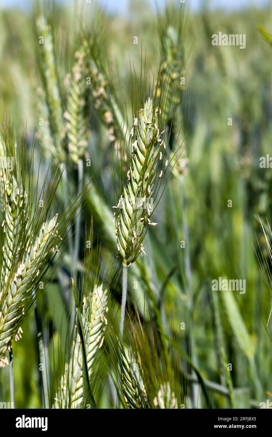 green rye spikelets during flowering, the elements necessary for ...