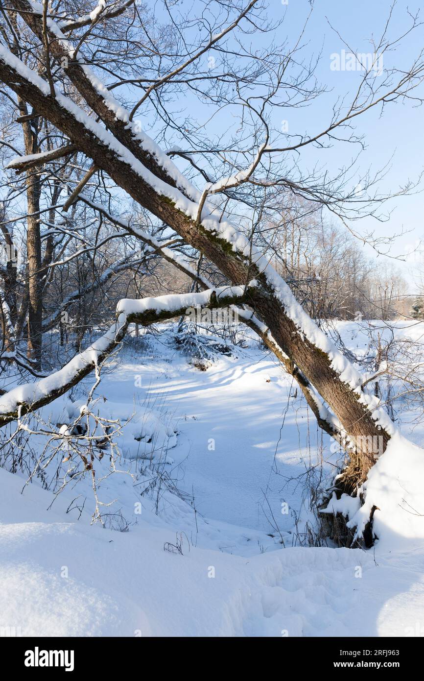 snow and ice covered grass and other plants in winter Stock Photo - Alamy