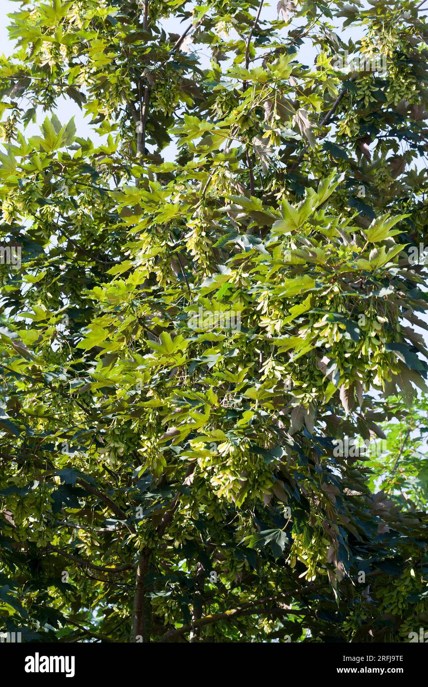 maple tree growing in nature, maples in the summer with foliage on the