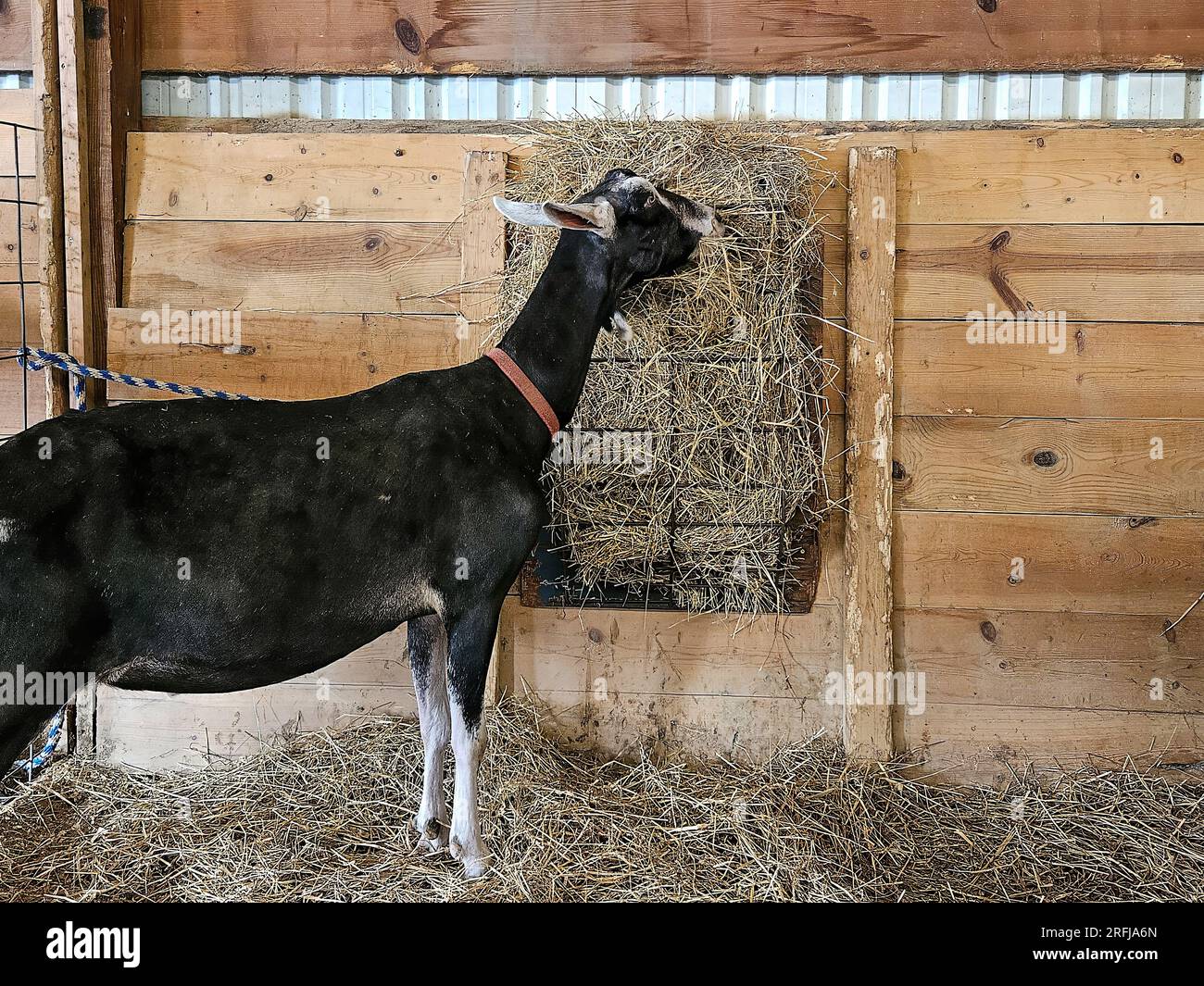 Black and white goat eating hay on wooden barn stall wall Stock Photo