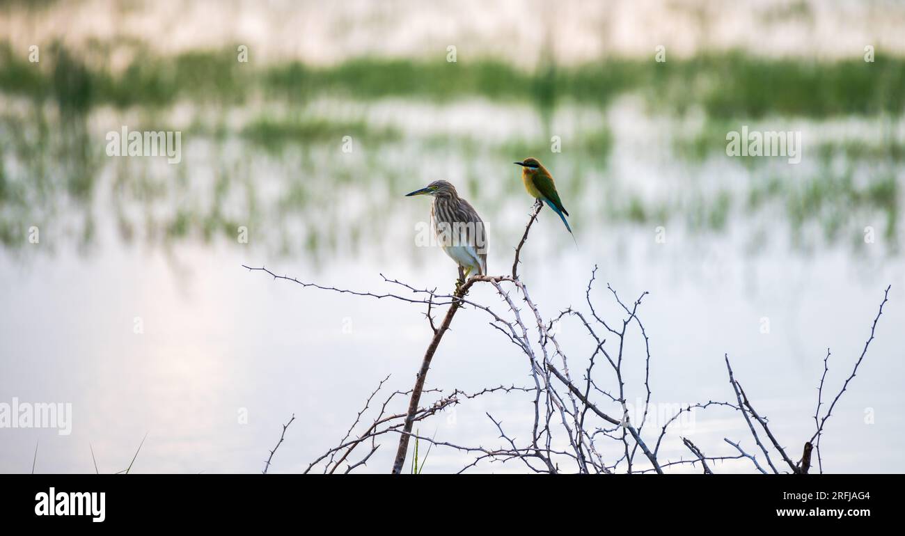 Indian pond heron and blue-tailed bee-eater perch near each other,  photographed against a lagoons waterbody in the morning Bundaa national  park Stock Photo - Alamy