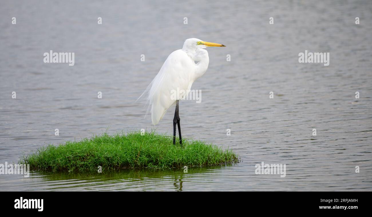 Beautiful Great white egret Standing still on a green grass patch surrounded by the lagoon water in Bundala national park. Stock Photo