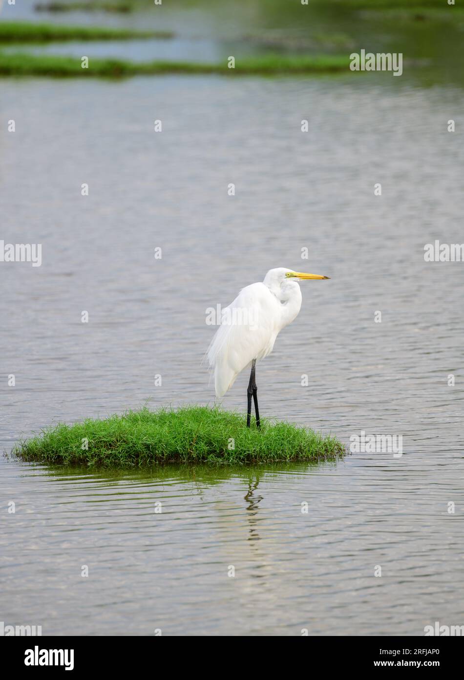 Beautiful Great white egret Standing still on a green grass patch surrounded by the lagoon water in Bundala national park. Stock Photo