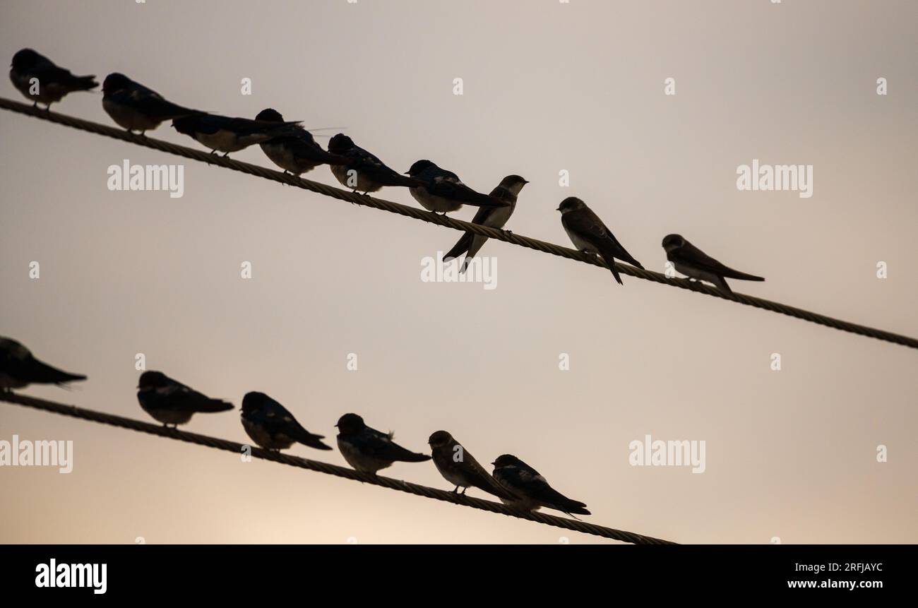 Flock of swallow birds spending the night in the telephone wires. One bird breaks the pattern and looks at the opposite side. Stock Photo
