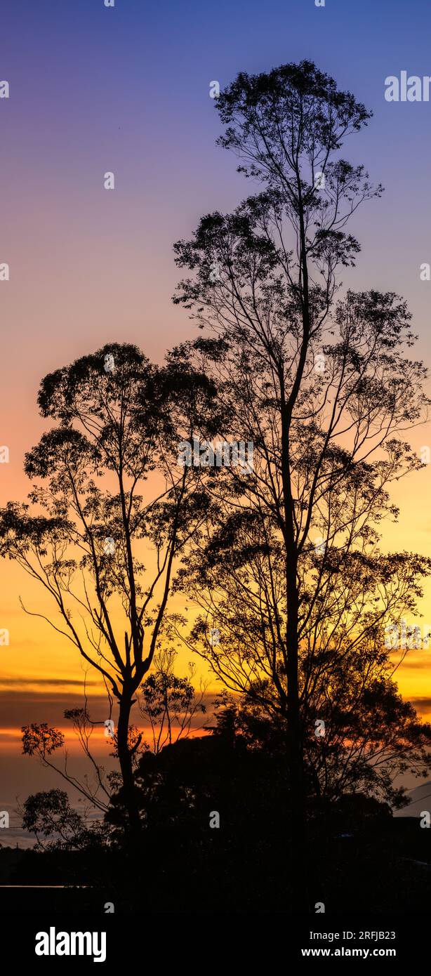 Tall tree sunlight hi-res stock photography and images - Alamy