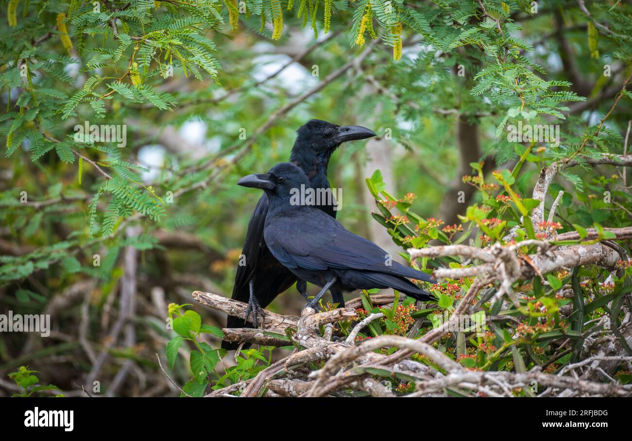 Crow nest park hi-res stock photography and images - Alamy