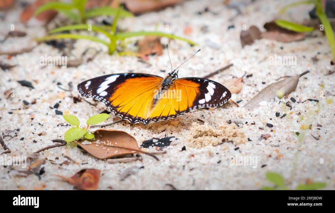 Plain Tiger Butterfly getting minerals from the moist sand at Yala national park, Sri Lanka. Stock Photo