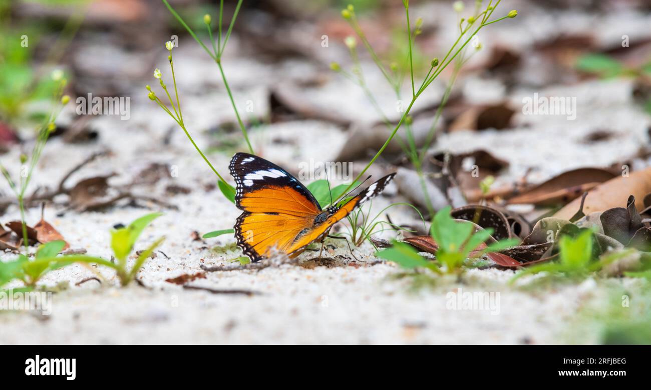 Plain Tiger Butterfly getting minerals from the moist sand at Yala national park, Sri Lanka. Stock Photo