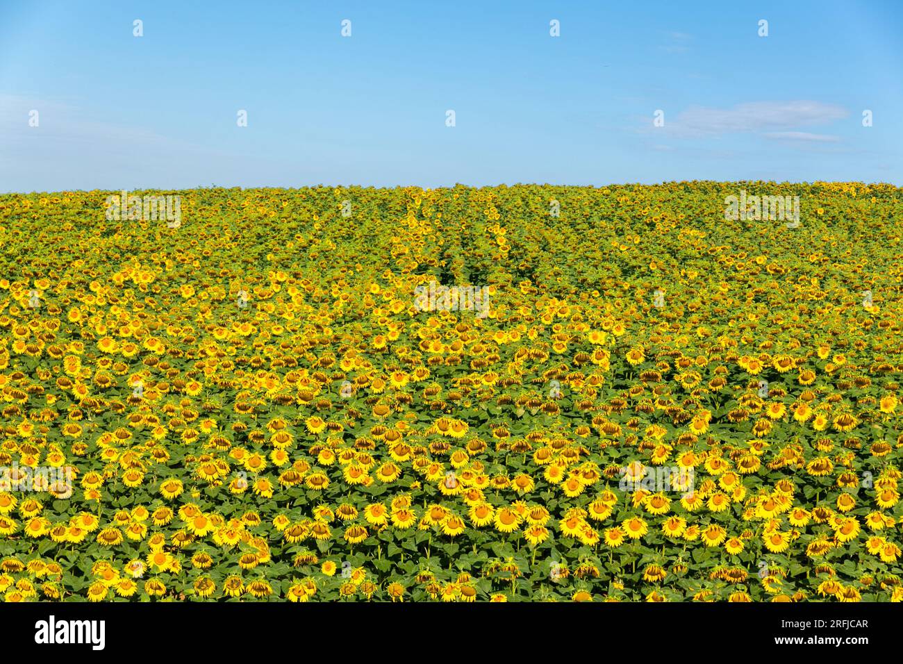 Field of blooming sunflowers on a background of blue sky Stock Photo ...