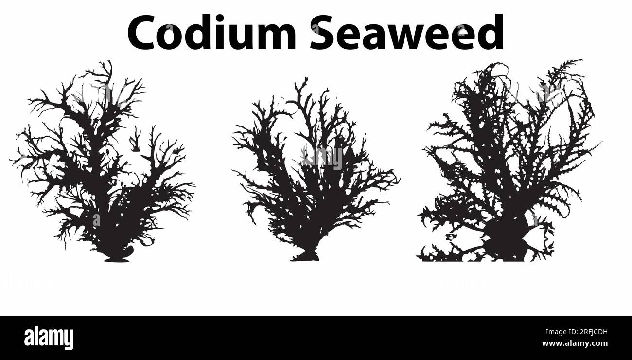 A set of silhouette Corium Seaweed vector illustration Stock Vector