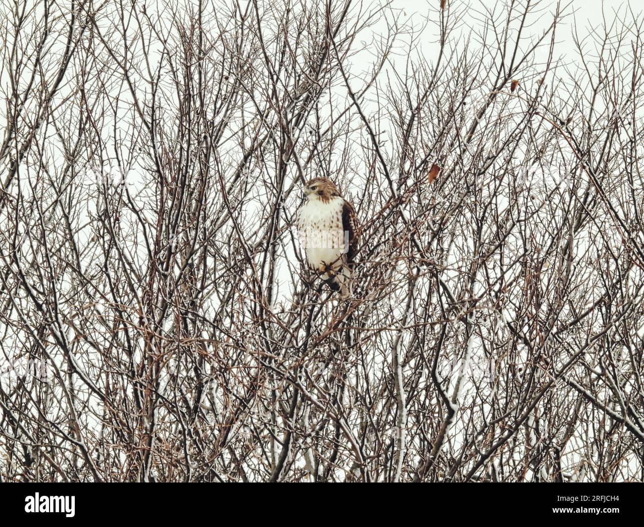 Red-Tailed Hawk Raptor Bird Perched in a Snow Filled Tree on a Winter Day Stock Photo