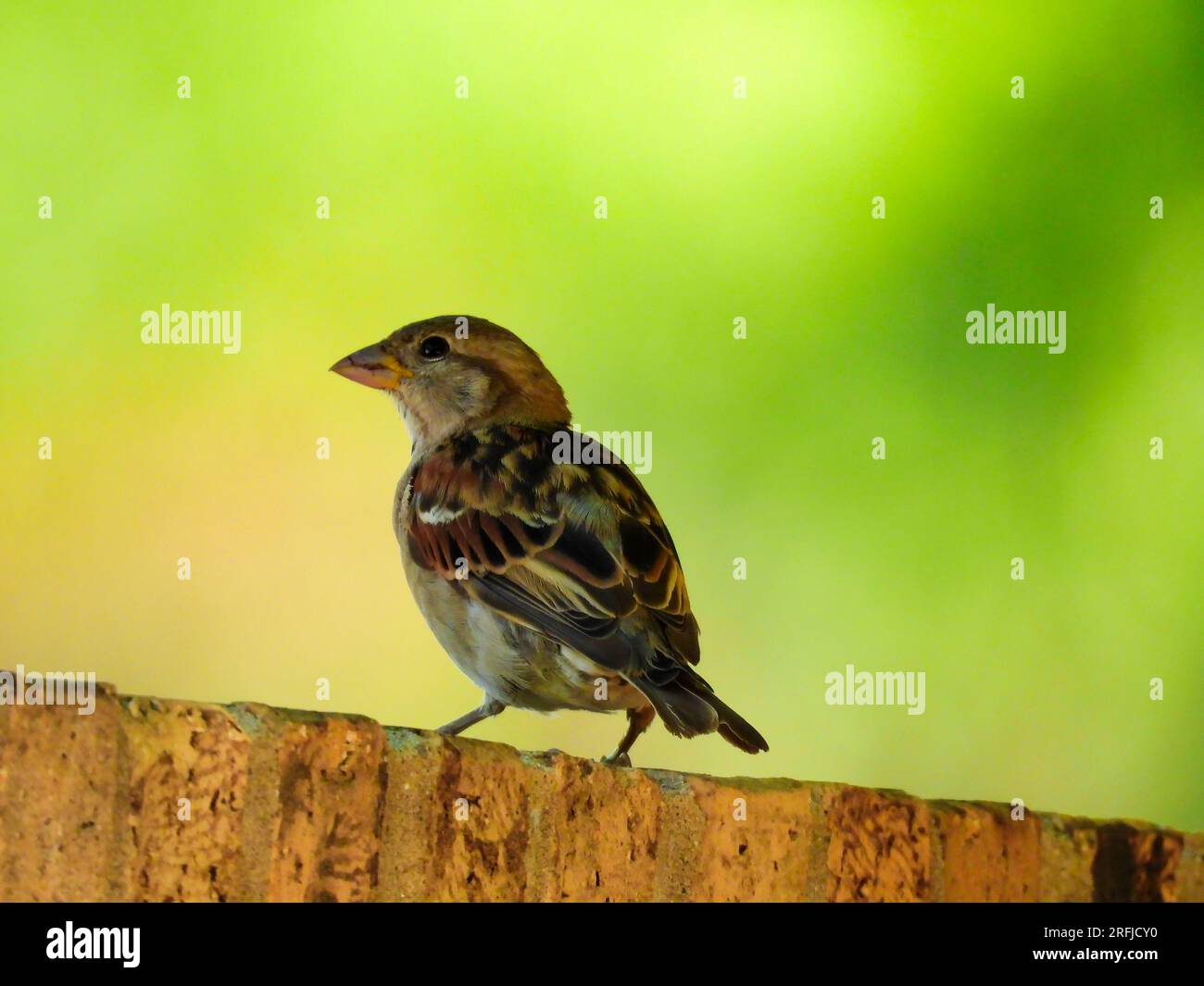 Baby Sparrow Perched on a Brick Fence in the Late Summer Stock Photo