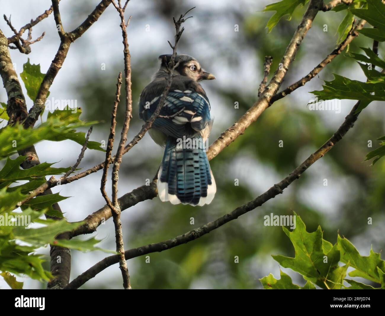 Blue Jay Bird Perched in a Tree at Sunset Stock Photo