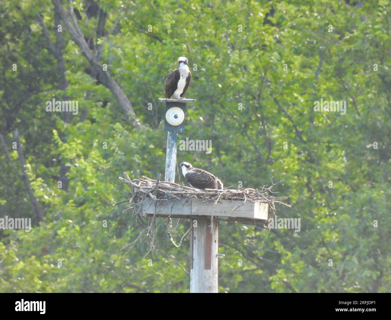 Nesting platform hi-res stock photography and images - Alamy - Cockatoo Nesting Platform