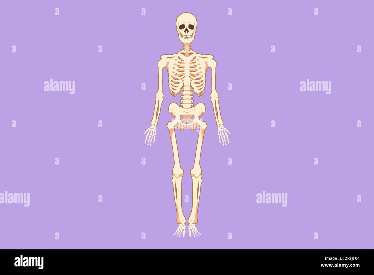 Cartoon flat style drawing front view of human skeleton image logo icon, useful for creating medical and scientific materials. Anatomy, medicine and b Stock Photo