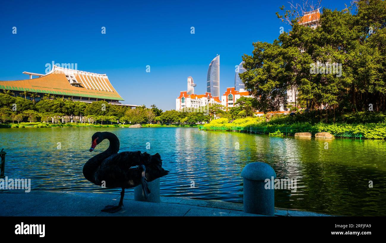 Landscape of Furong Lake in Xiamen University with a Black Swan Stock Photo